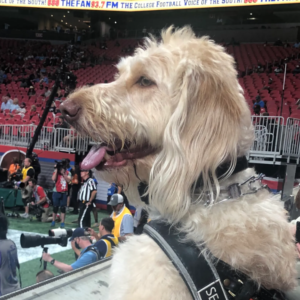 Service Dogs at Sporting Events: Enhancing Accessibility and Support